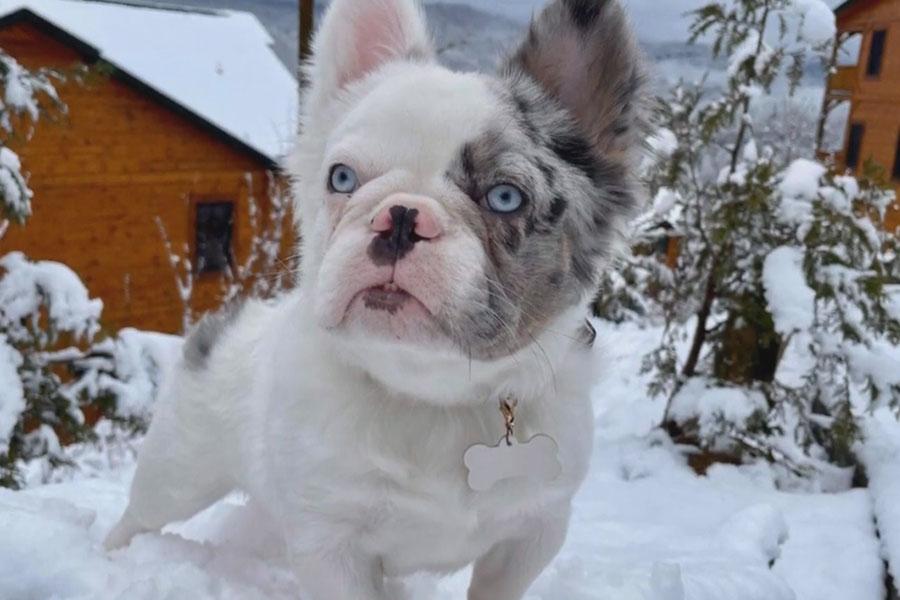 Bouledogue français fluffy Origine, Caractère et Caractéristiques