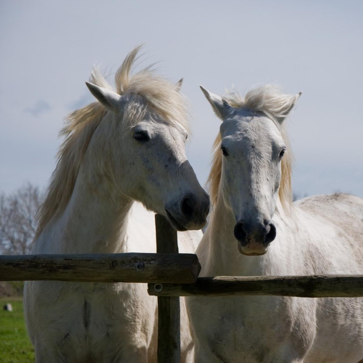 Cheval de Camargue