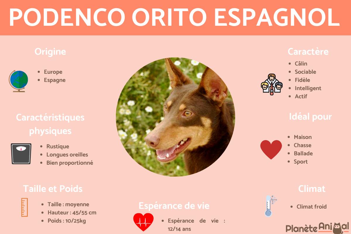 Podenco orito espagnol