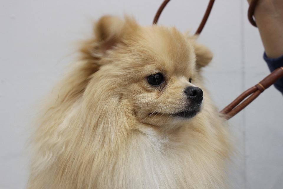 Vieux Chien De Salon Allemand 1900 – Spitz En Fourrure Lapin Et Bois, Poupée Mode