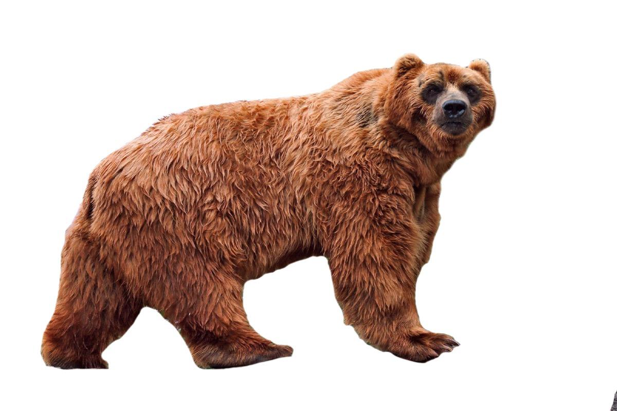 Ours kodiak