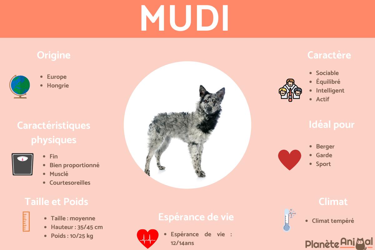 Mudi
