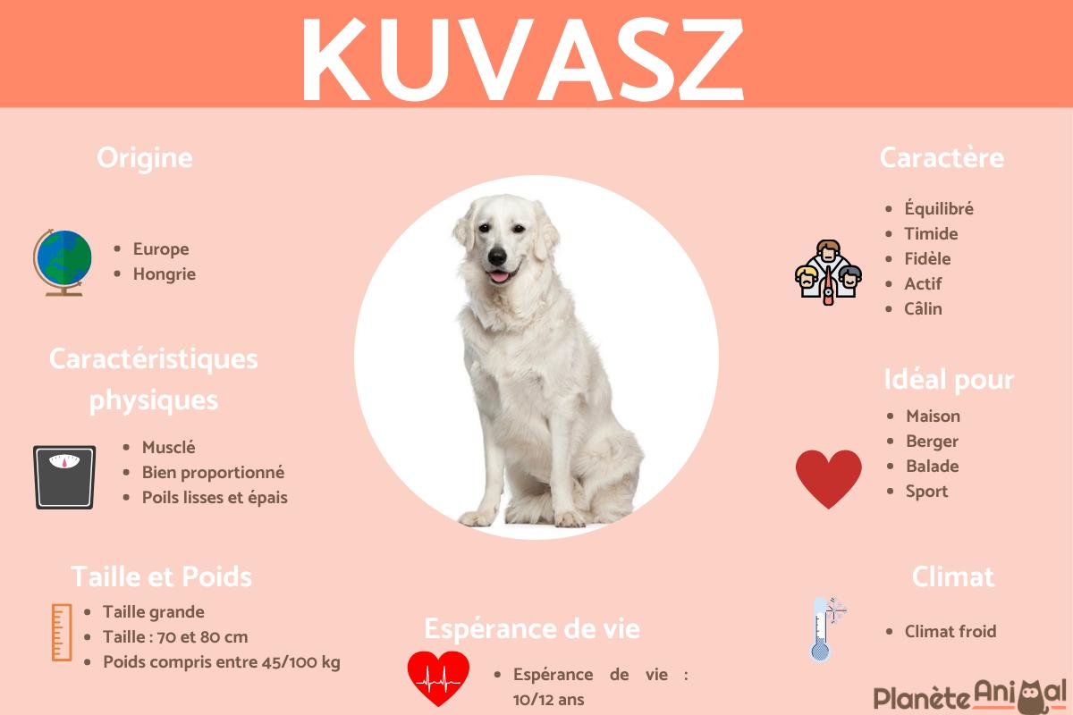 Kuvasz