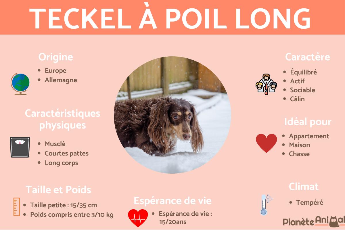 Teckel à poil long