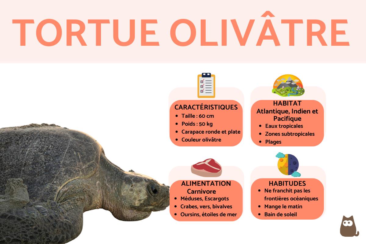 Tortue olivâtre