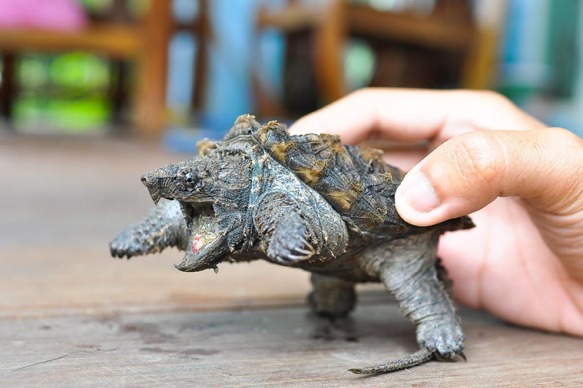 Tortue alligator