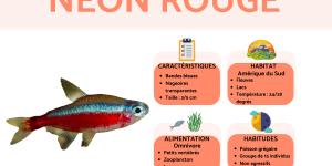 Néon rouge