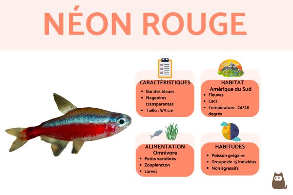 Néon rouge