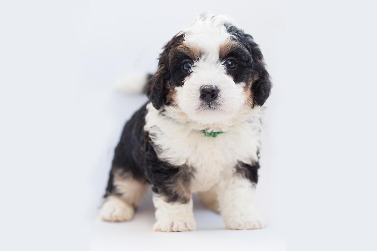 Bernedoodle