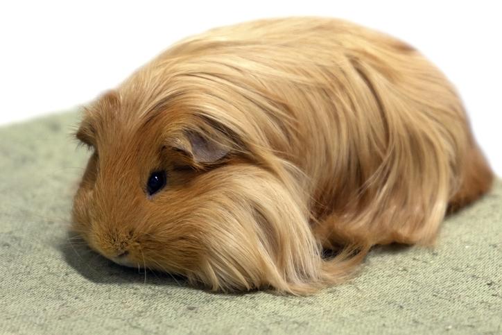 Cochon D Inde Shelty