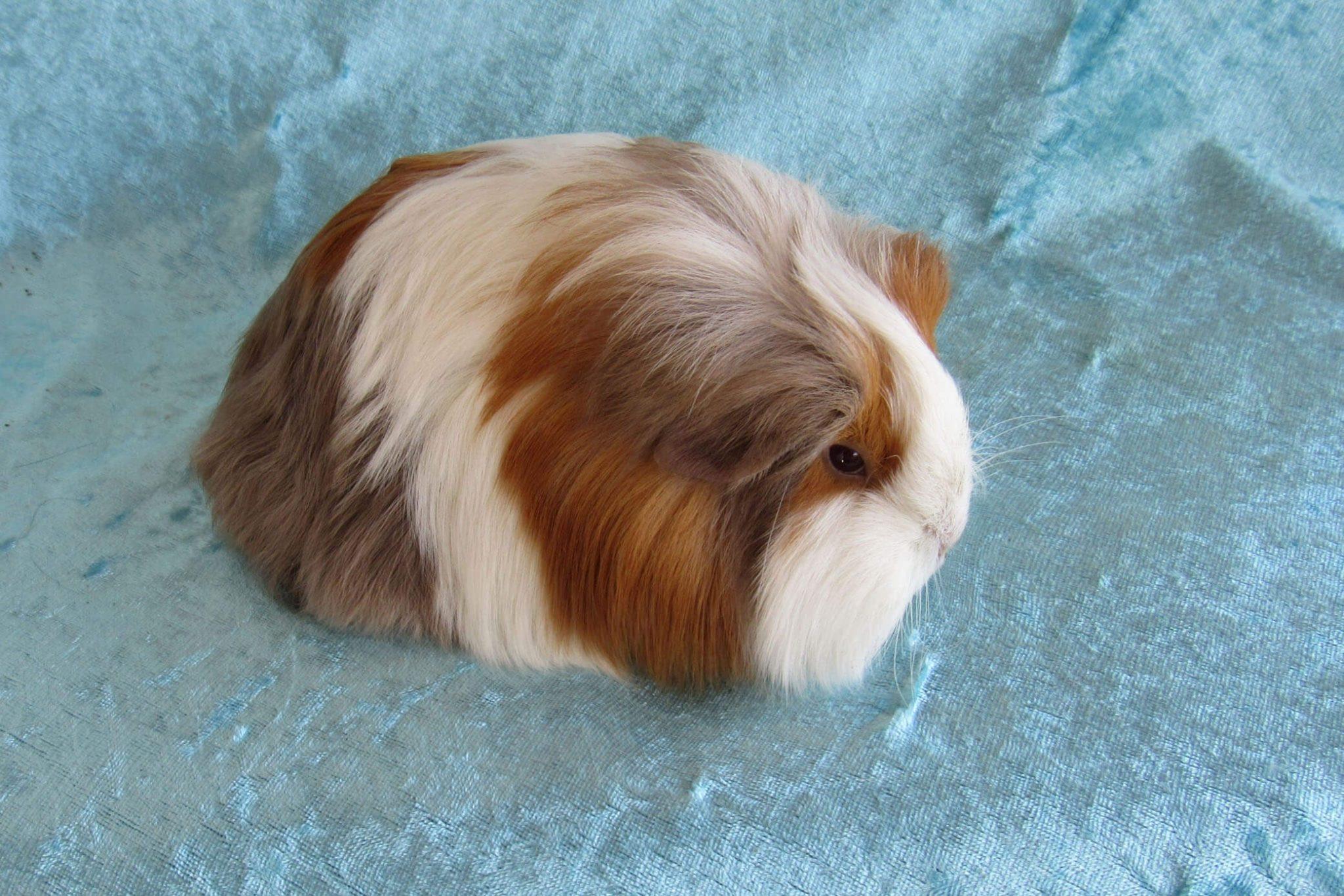 Cochon D Inde Shelty