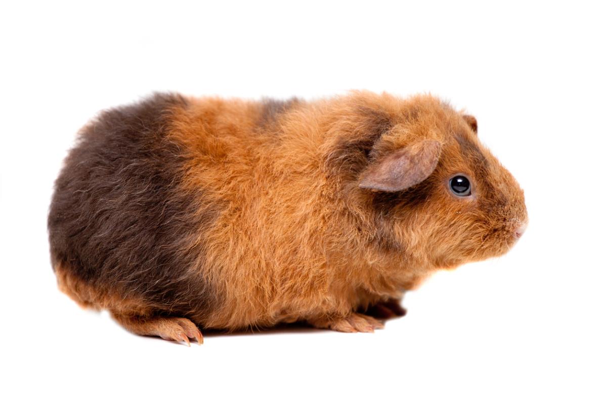 Cochon d'Inde Teddy ou US Teddy