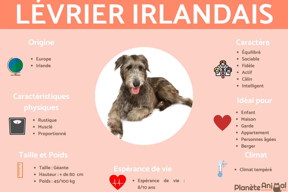 Irish wolfhound ou Lévrier irlandais