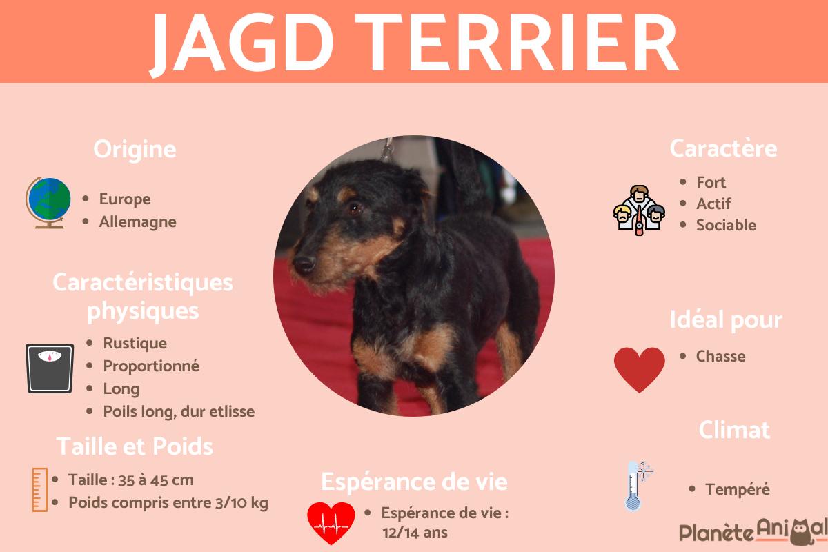 Jagd terrier ou Terrier de chasse allemand