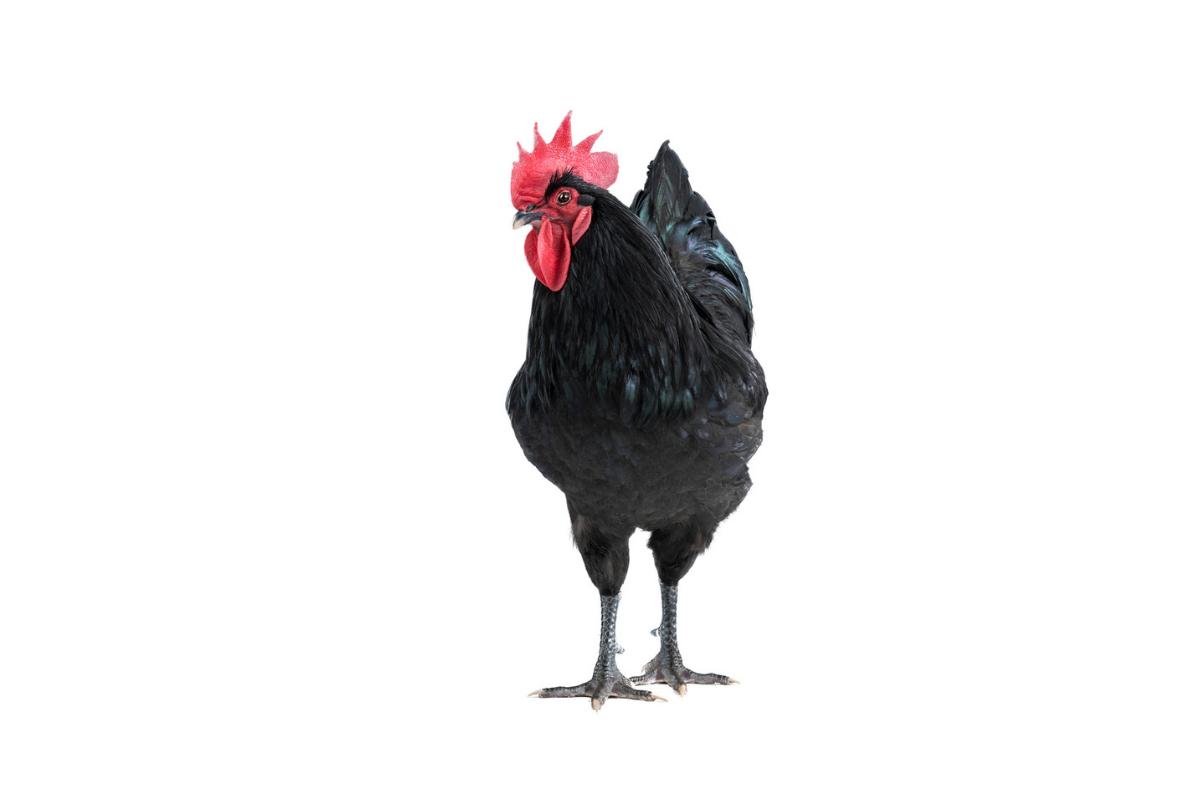 Poule Australorp
