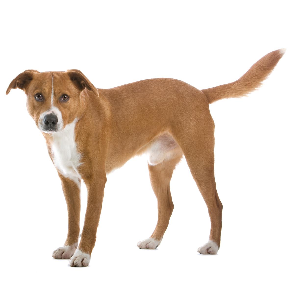 Pinscher autrichien