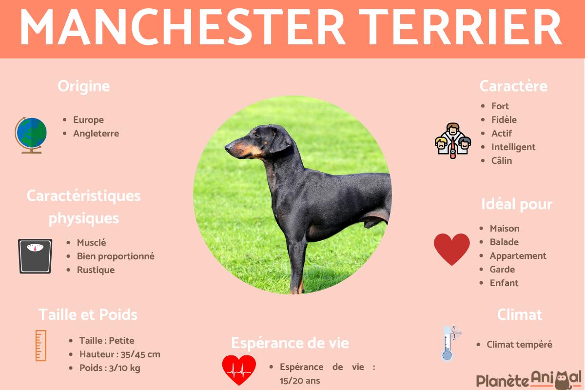 Manchester terrier