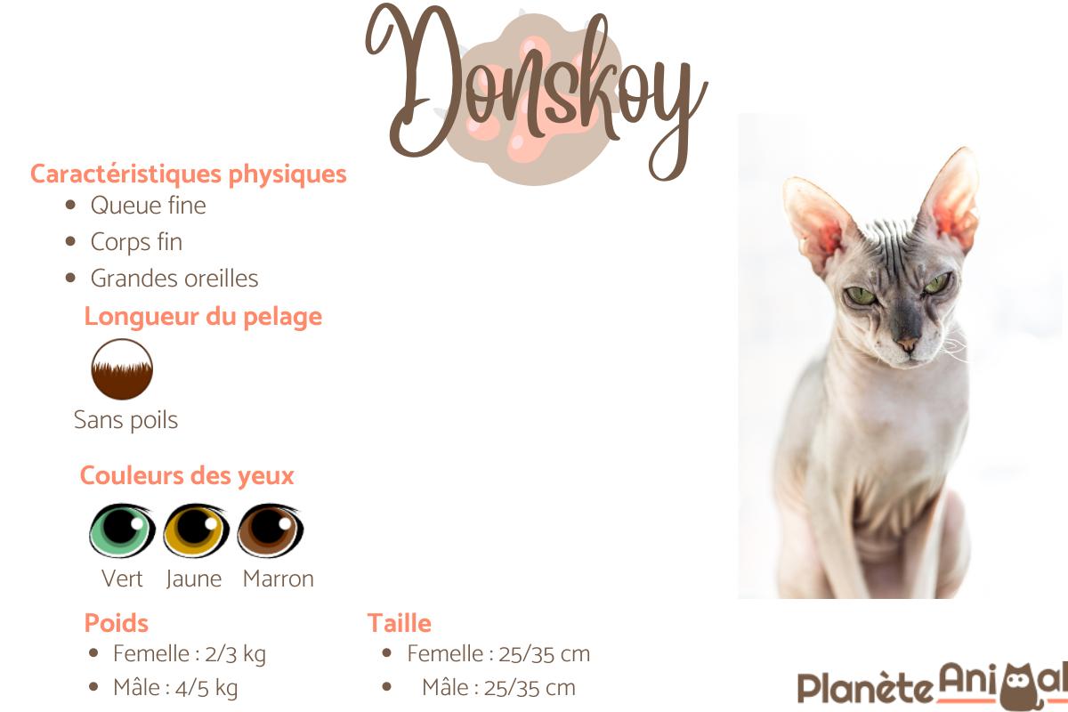 Donskoy ou Don sphynx