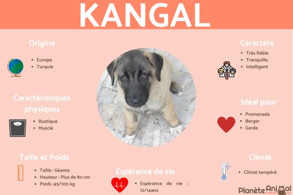 Kangal