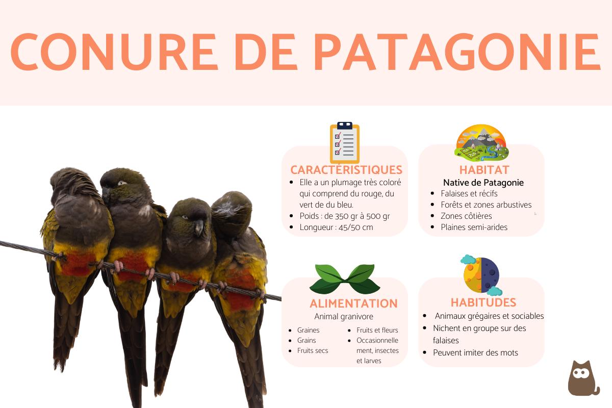 Conure de Patagonie