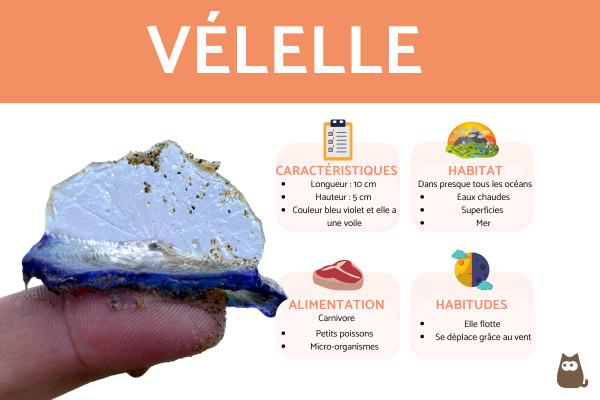 Vélelle