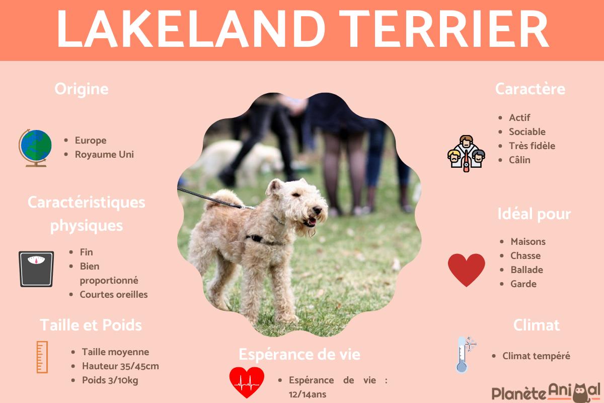 Lakeland terrier