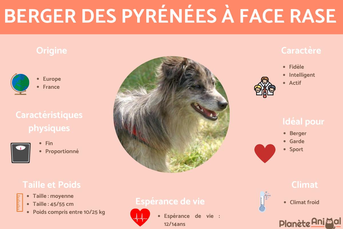 Berger des Pyrénées à face rase