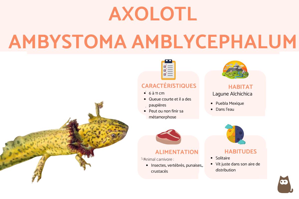 Axolotl d'Alchichica (Ambystoma taylori)