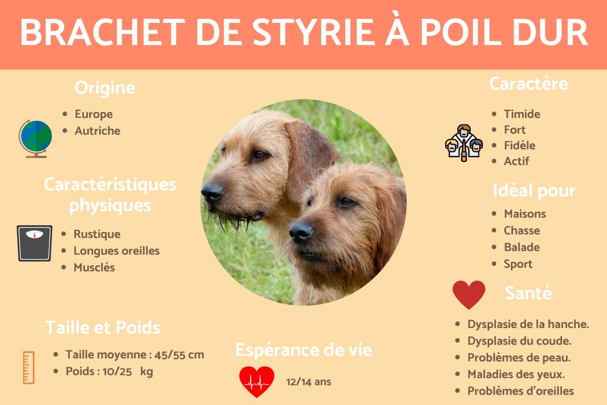 Brachet de Styrie à poil dur