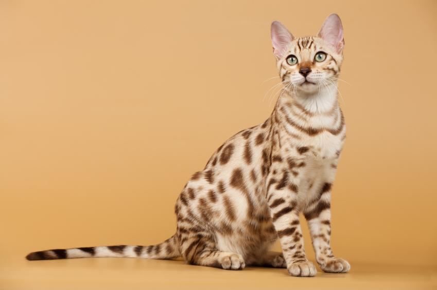 Bengal ou Chat-Léopard: caractéristiques et photos