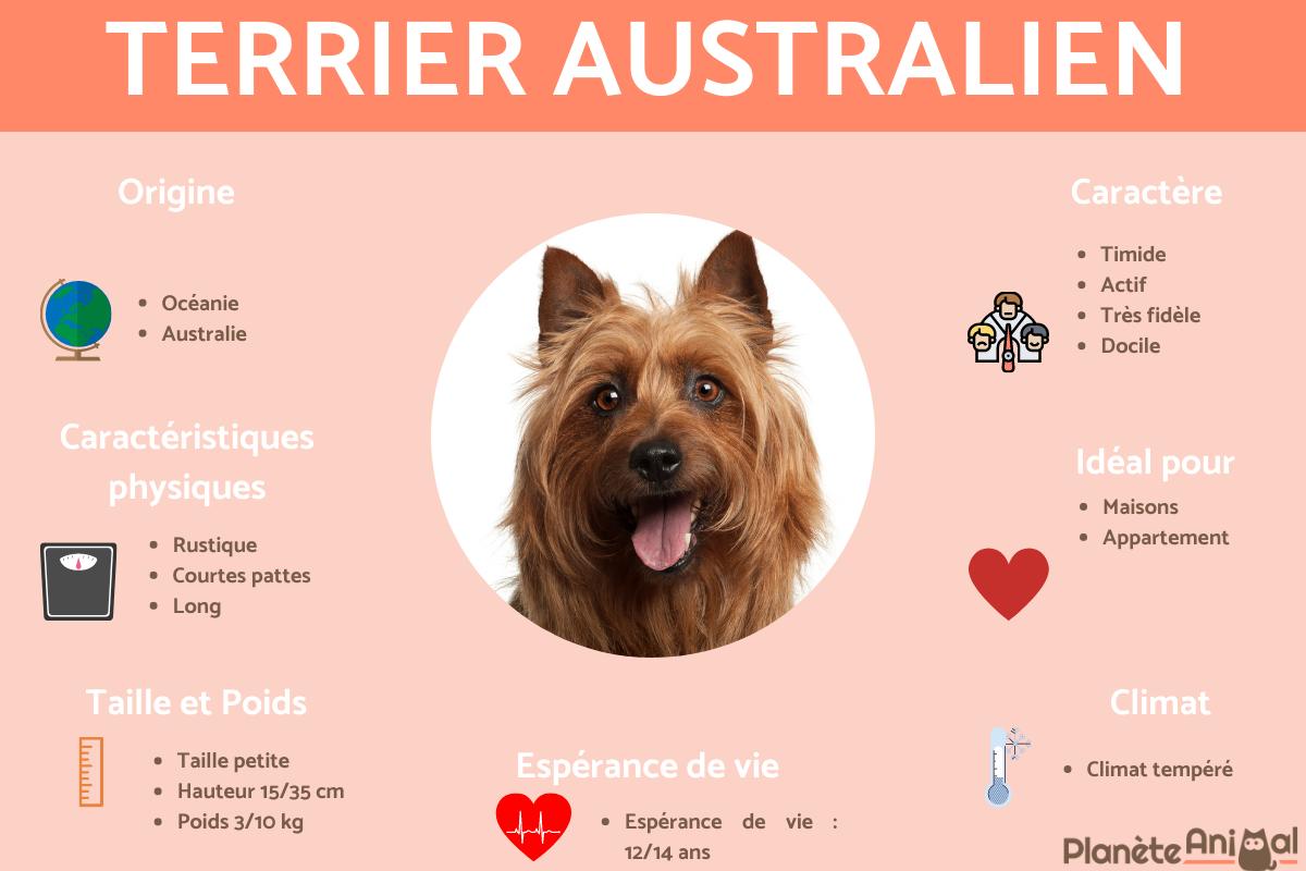 Terrier australien