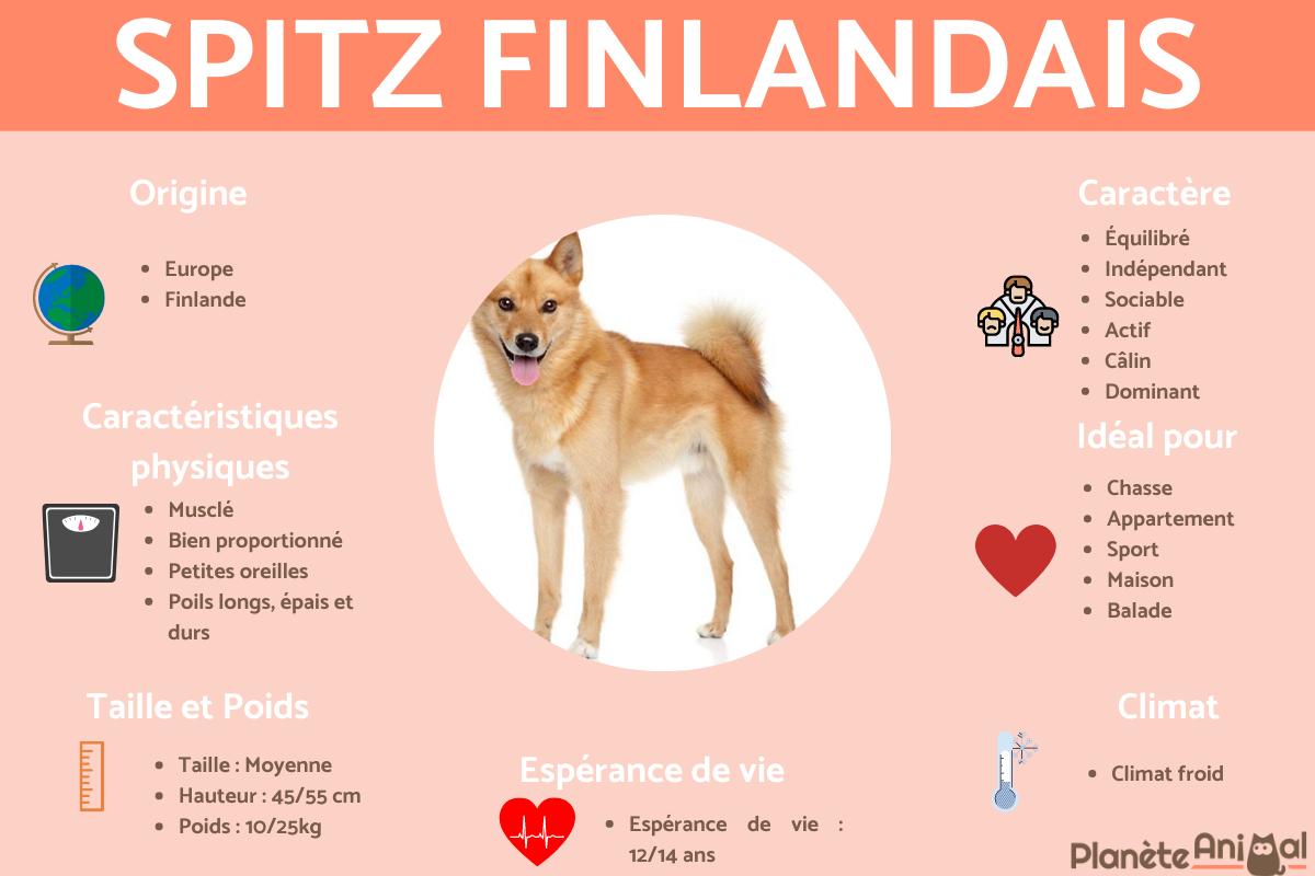 Spitz finlandais ou Suomenpystykorva