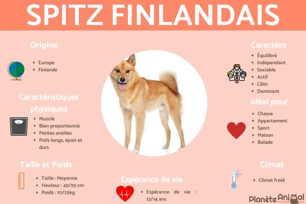 Spitz Finlandais Ou Suomenpystykorva Origine Caract re Et Comportement Spitz Finlandais Ou Suomenpystykorva Origine Caract re Et Comportement