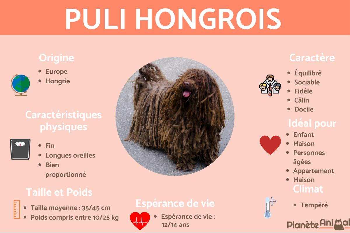 Puli hongrois