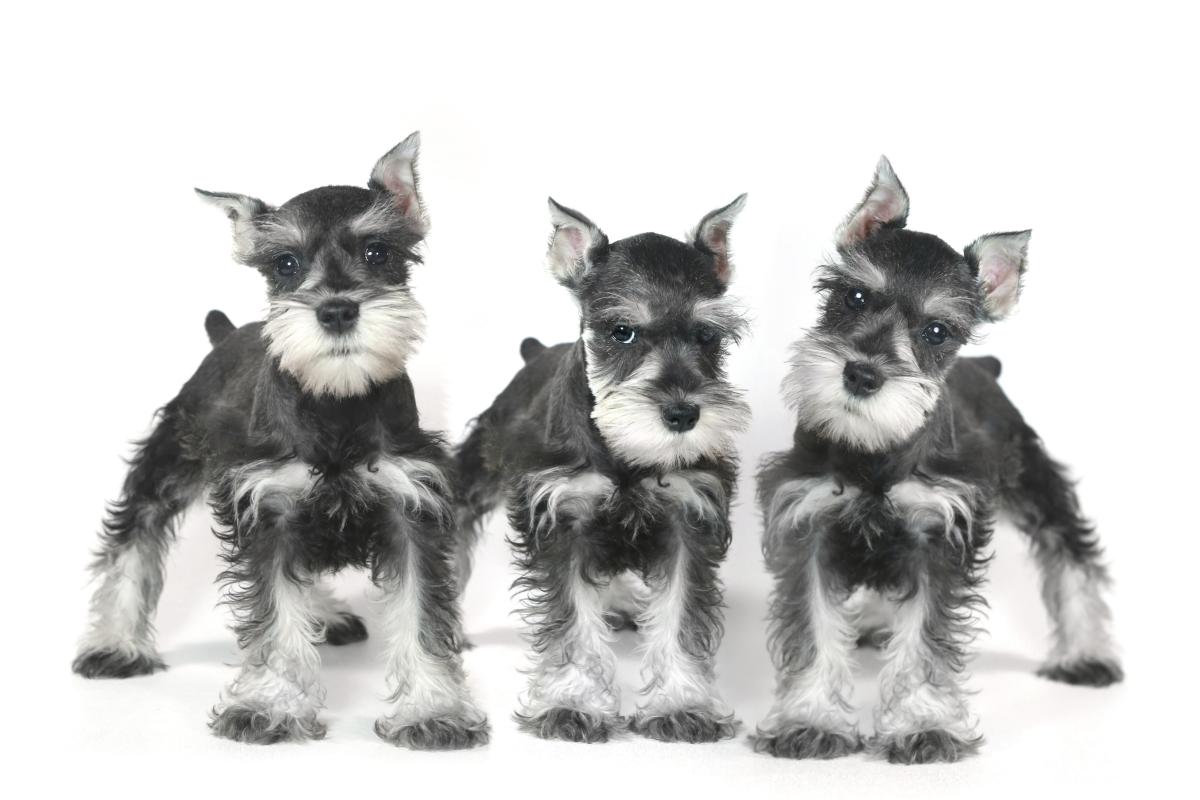 Schnauzer nain