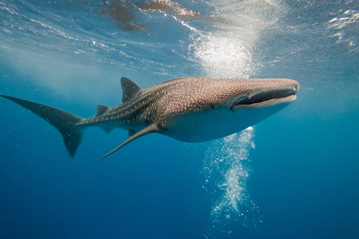 Requin-baleine