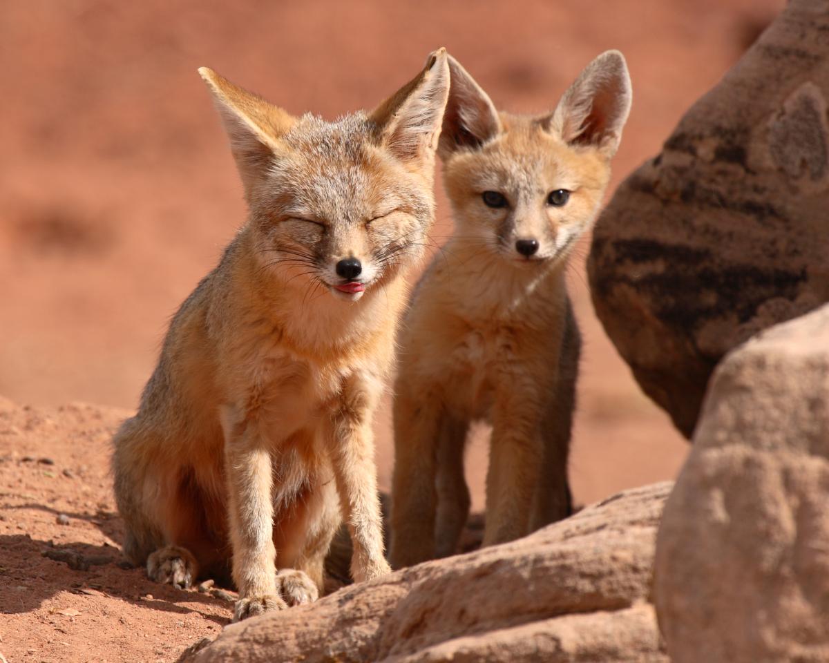 Renard nain ou Kit fox