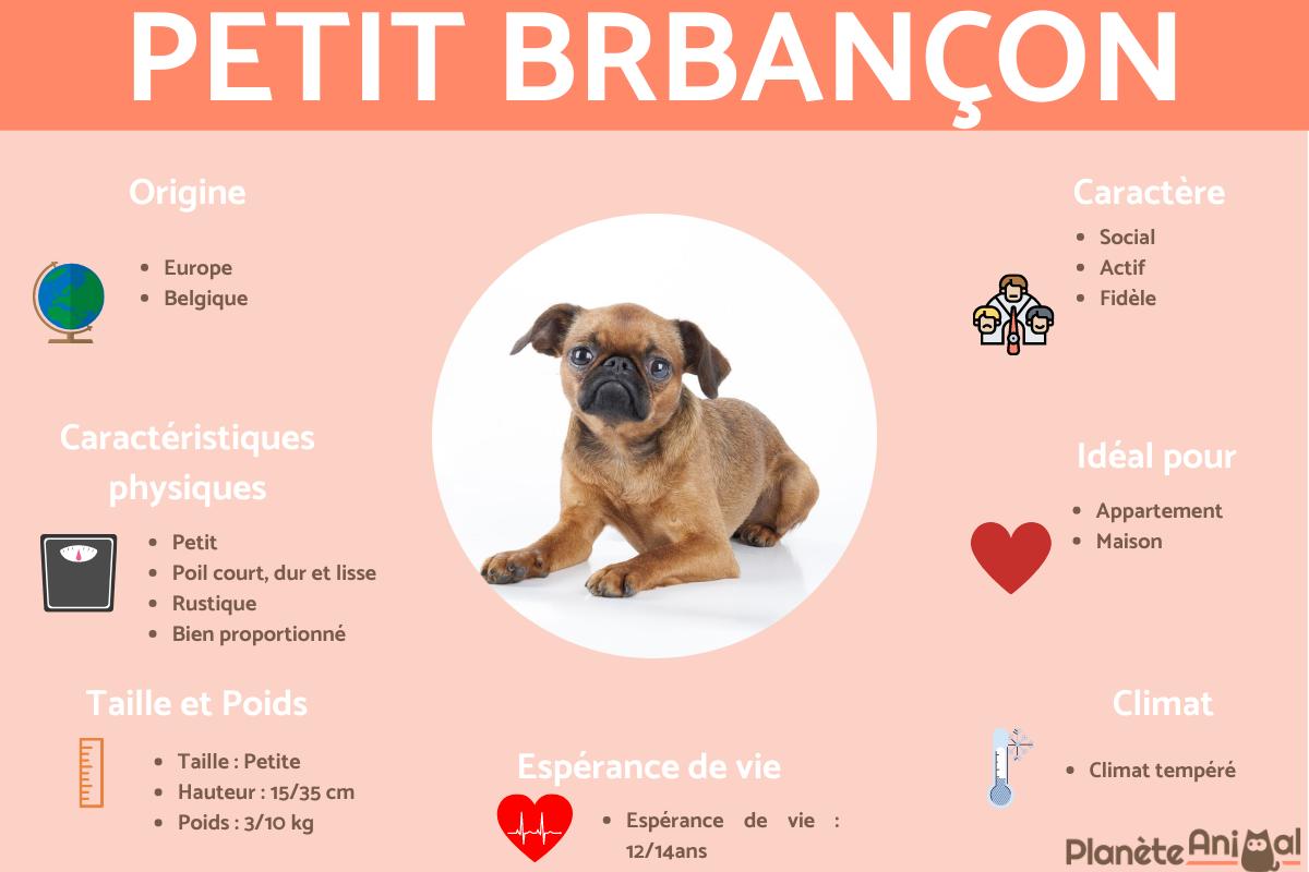 Petit brabançon