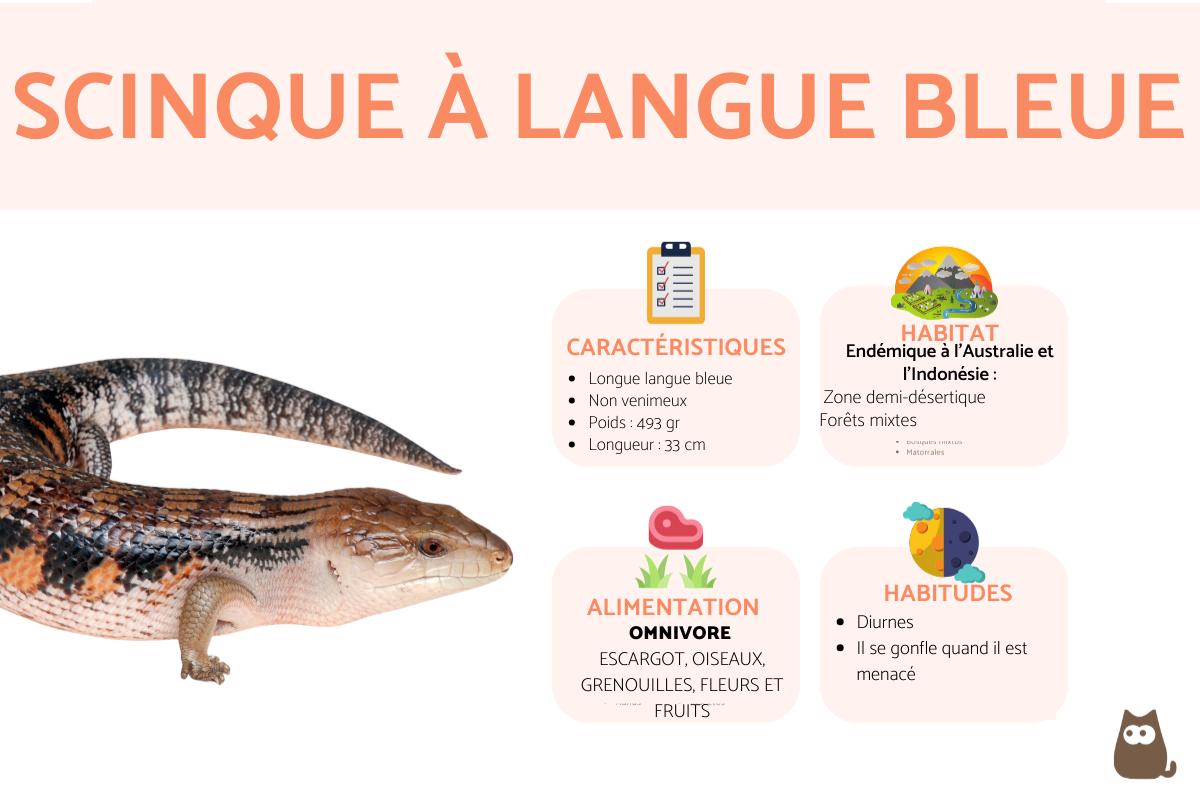 Scinque à langue bleue
