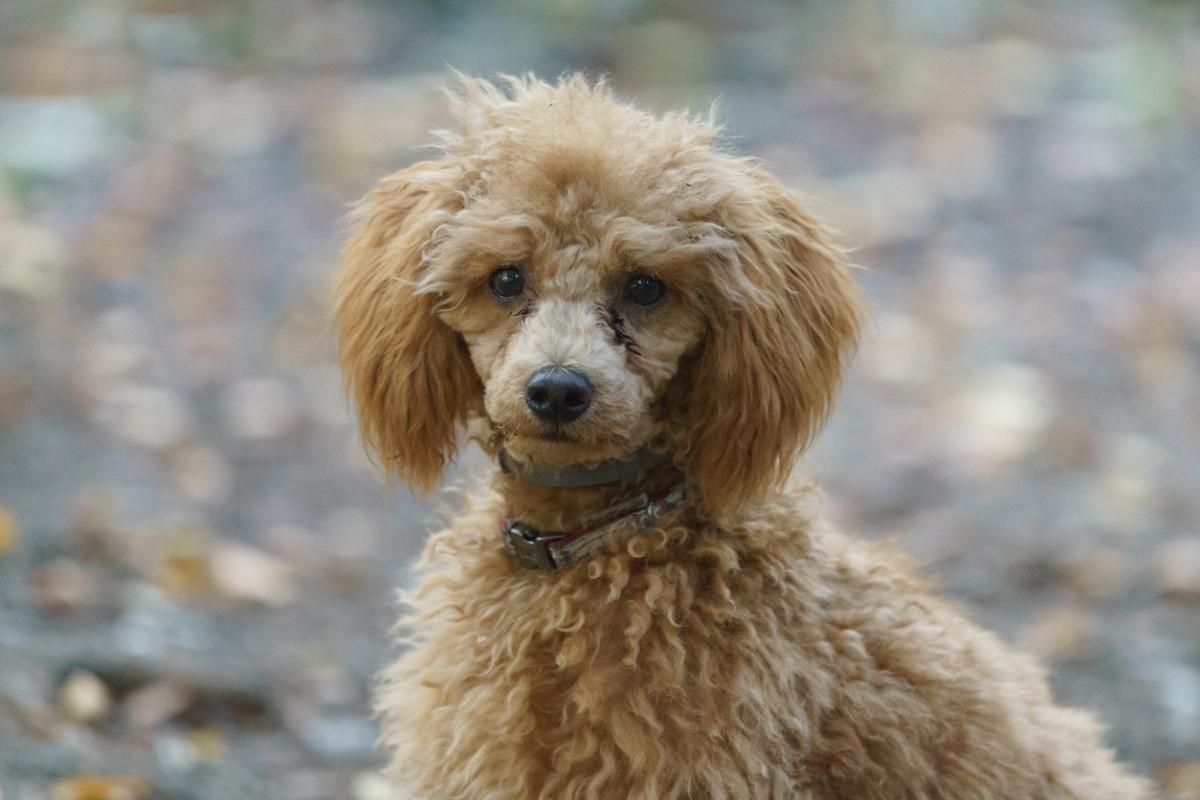 Caniche nain