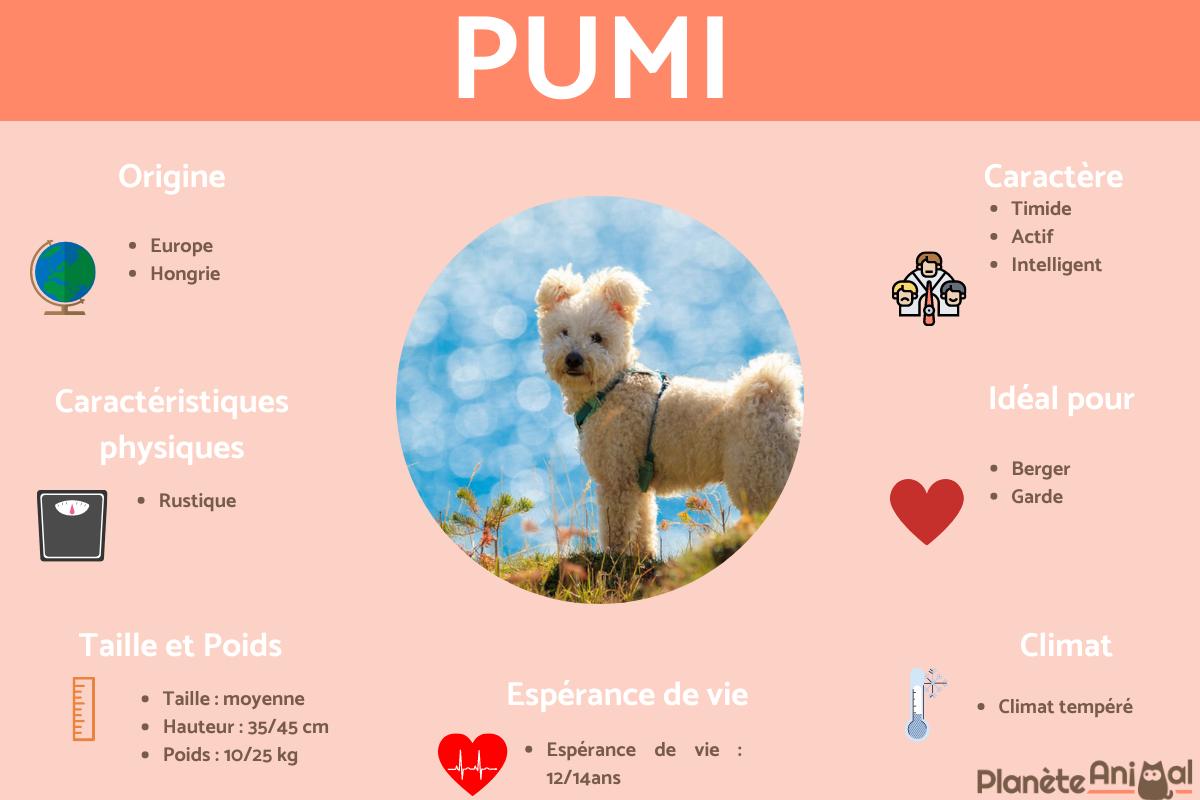 Pumi