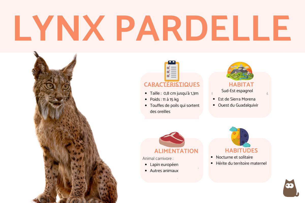 Lynx pardelle ou lynx d'Espagne