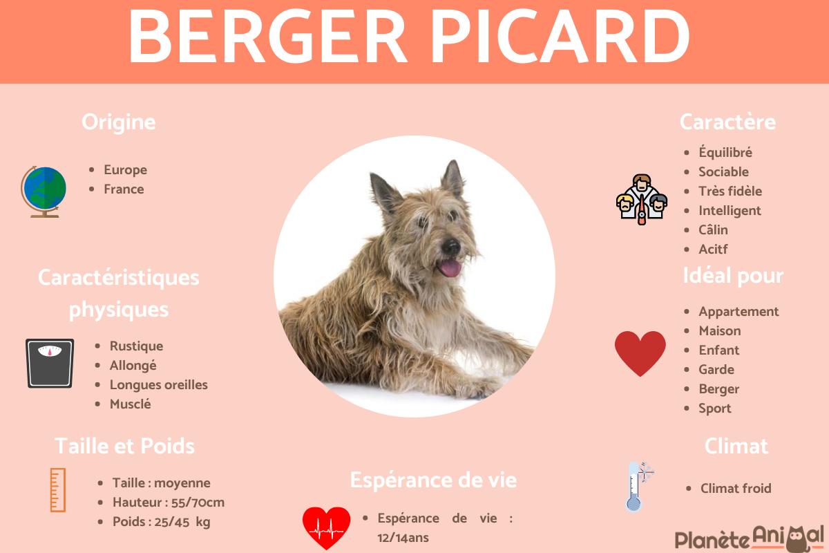 Berger Picard ou Berger de Picardie