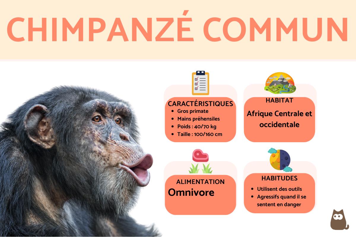 Chimpanzé commun