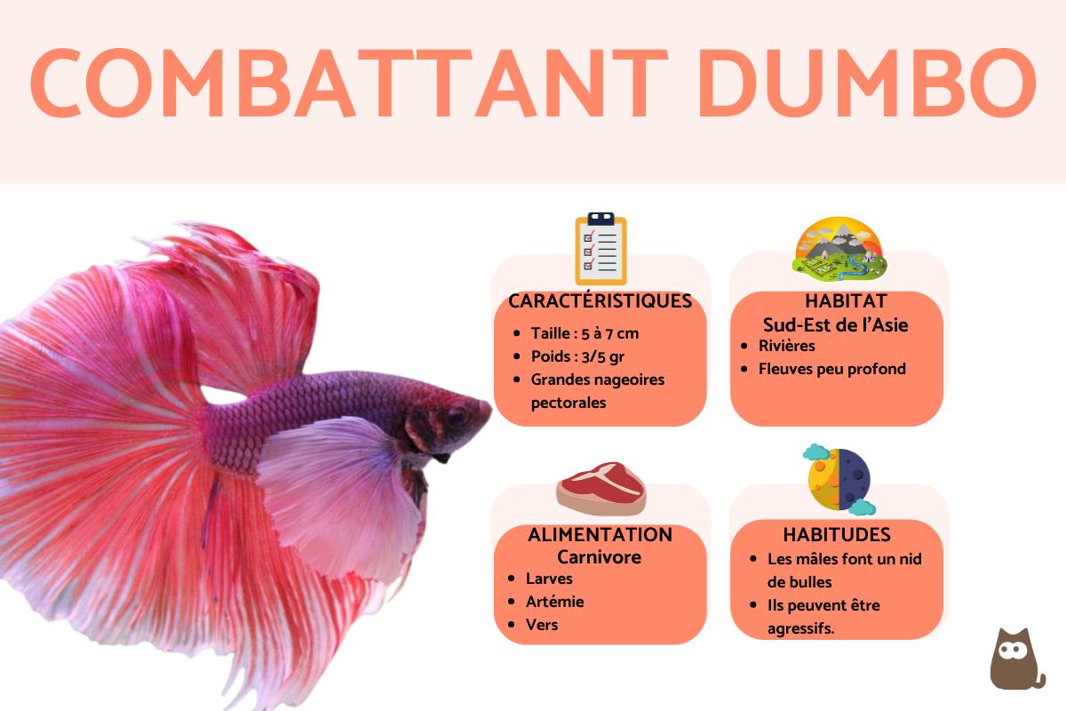 Combattant Dumbo (Betta splendens)