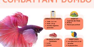 Combattant Dumbo (Betta splendens)