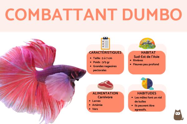 Combattant Dumbo (Betta splendens)