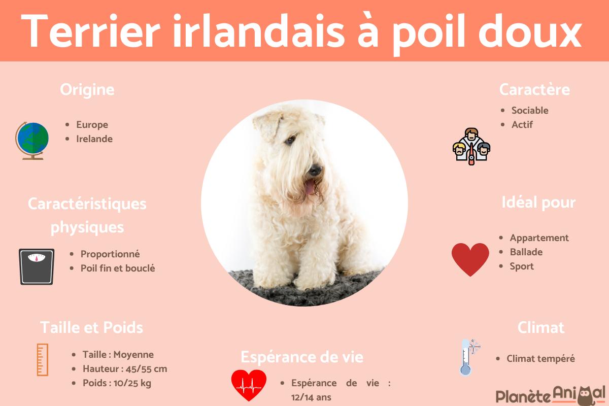 Terrier irlandais à poil doux