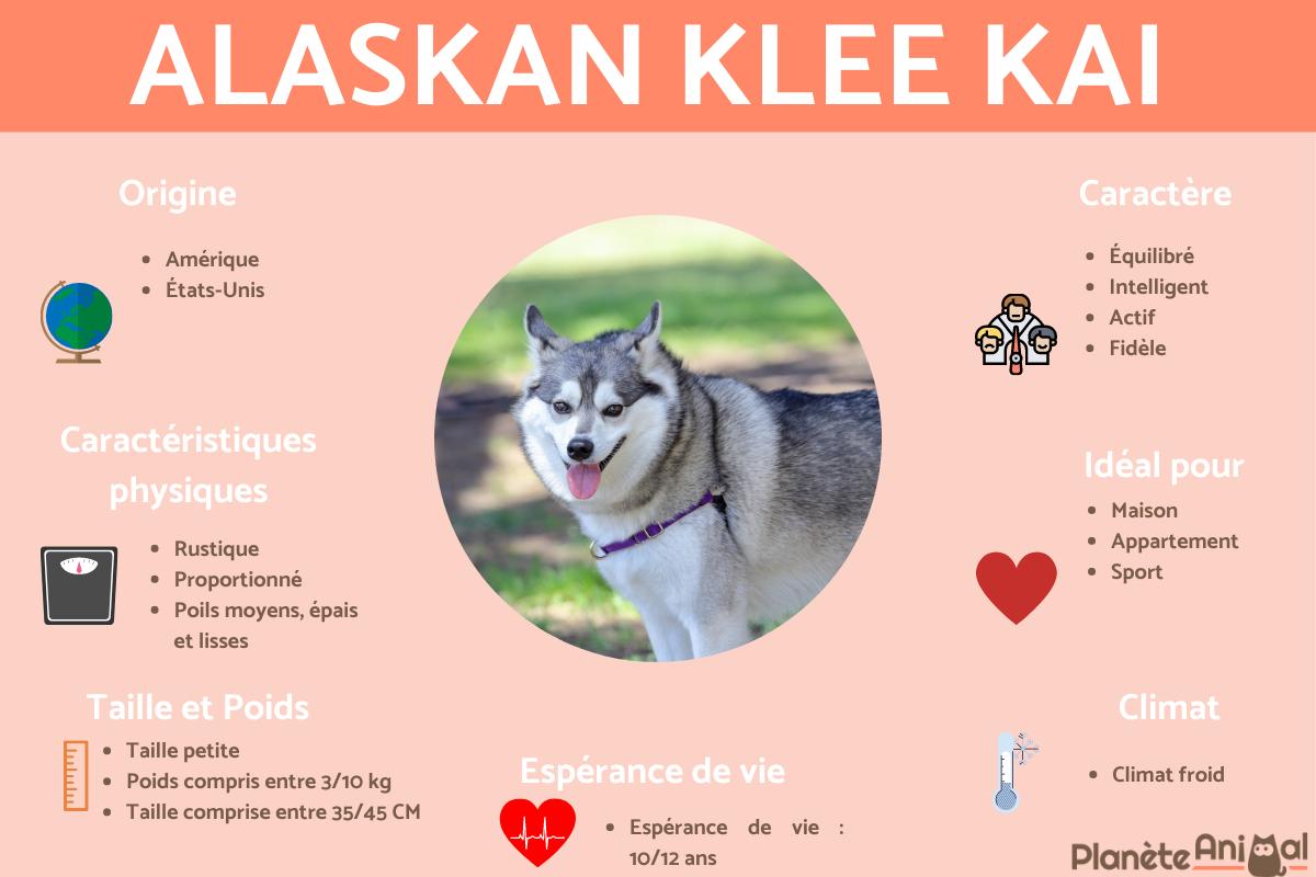 Alaskan Klee Kai