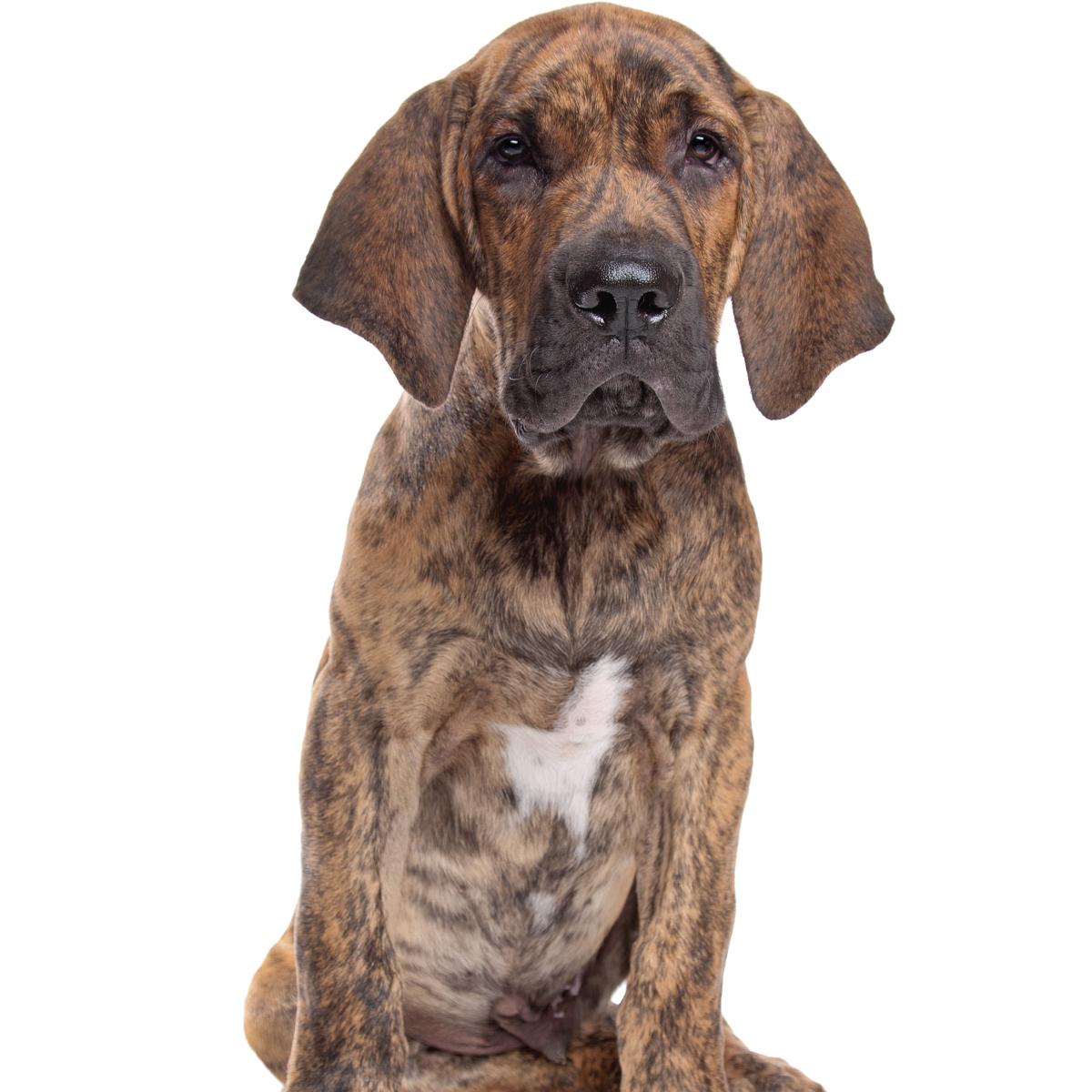 Fila Brasileiro